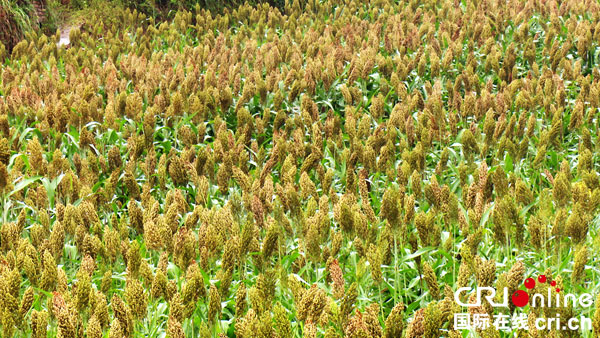 图片默认标题_fororder_宜长兴酿酒专用粮基地再生高粱长势喜人1