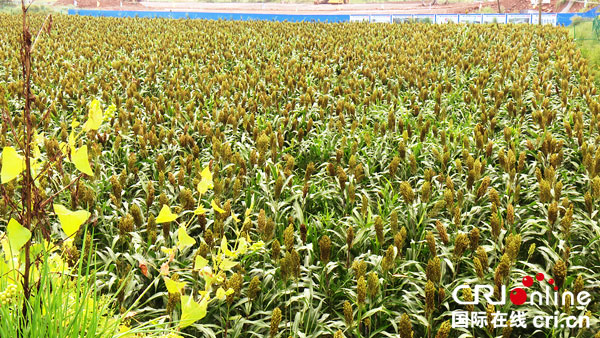 图片默认标题_fororder_宜长兴酿酒专用粮基地再生高粱长势喜人