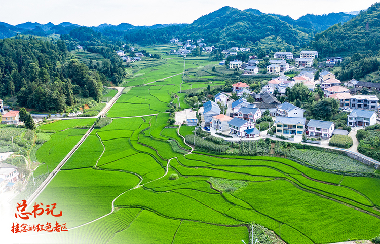 总书记挂念的红色老区｜花茂村的“美丽乡愁”