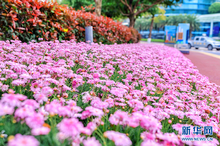 【焦点图】重庆“鲜花大道”悄然上线 花海长廊演绎城市“色彩美学”