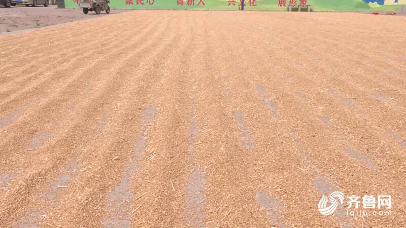 雨后小麦如何抢收？德州农技专家分类施策保麦收