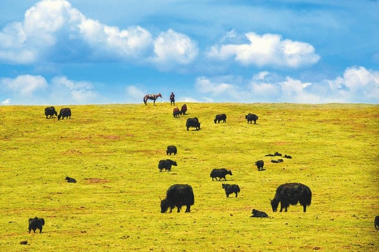 （转载）川西北高原治沙 种活一棵树难于养个娃