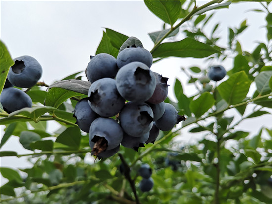 （转载）今年六一怎么过？来东坡悦兴500亩蓝莓园吃“套餐”