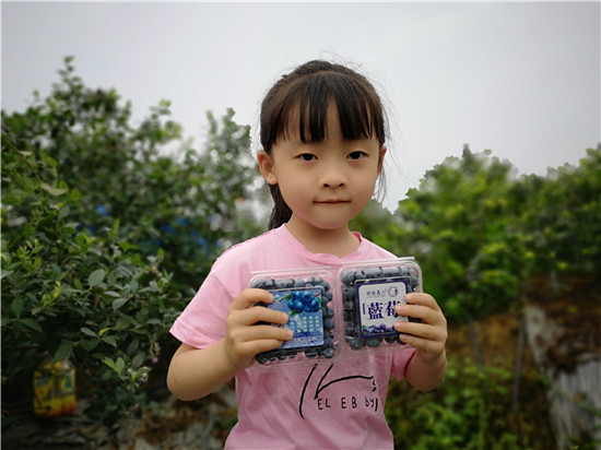 （转载）今年六一怎么过？来东坡悦兴500亩蓝莓园吃“套餐”