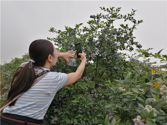 （转载）今年六一怎么过？来东坡悦兴500亩蓝莓园吃“套餐”