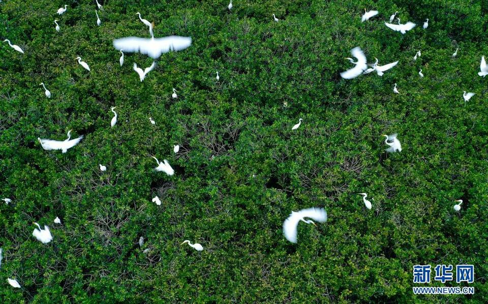 无人机角度俯瞰：鹭鸟云集红树林