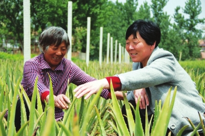 【中原优品-图片】商丘市柘城县种植芦荟收益高