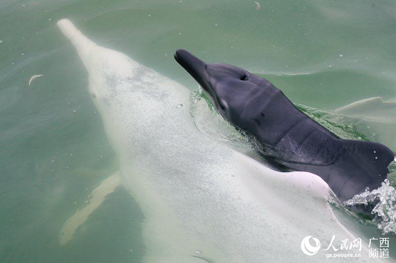 广西钦州三娘湾海域成为中华白海豚的乐园