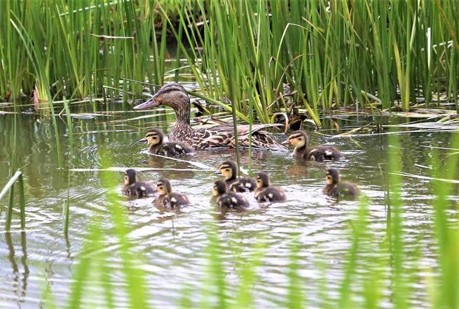 图片默认标题_fororder_绿头鸭雌鸭带小鸭 张久国摄