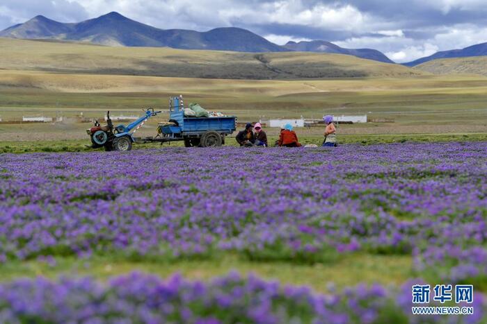 여름 더위를 날려보내는 푸른 목장 여름 더위를 날려보내는 푸른 목장_fororder_3