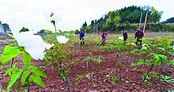 图片默认标题_fororder_3