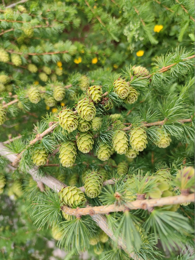 【新疆へ行こう⑤　天然ダム天池の環境】_fororder_天池４