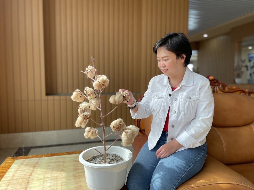 ผู้บริหารบริษัทฝ้ายสีในซินเจียงระบุปัจจุบันซินเจียงใช้เครื่องจักรเก็บฝ้ายเป็นหลัก_fororder_WechatIMG6423