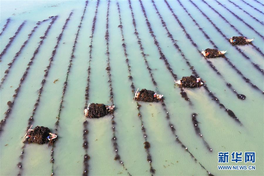 山东荣成:海上丰收图 山东荣成:海上丰收图