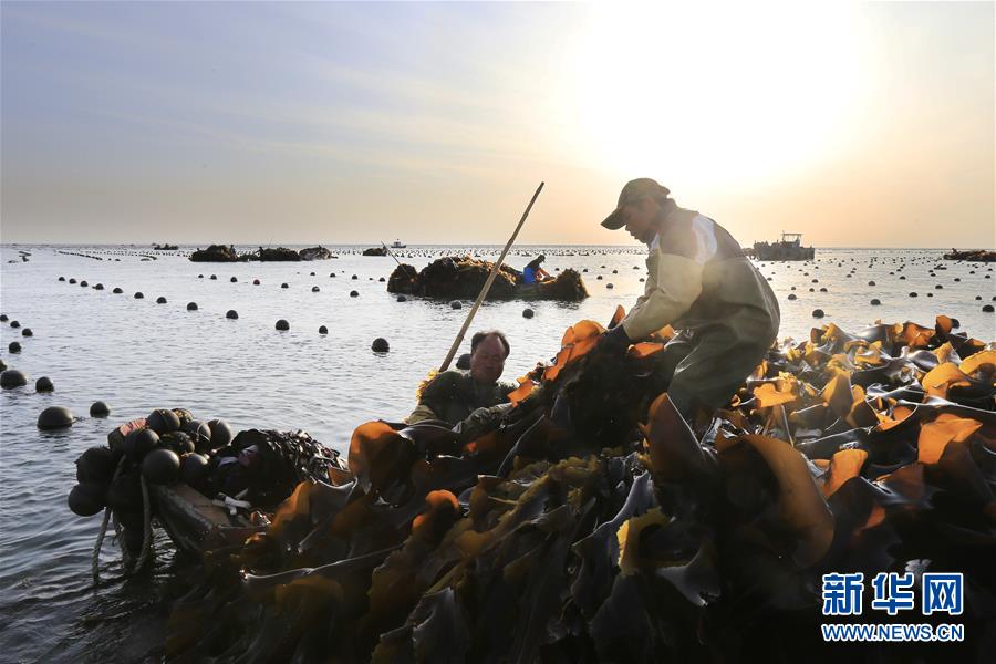 山东荣成:海上丰收图 山东荣成:海上丰收图