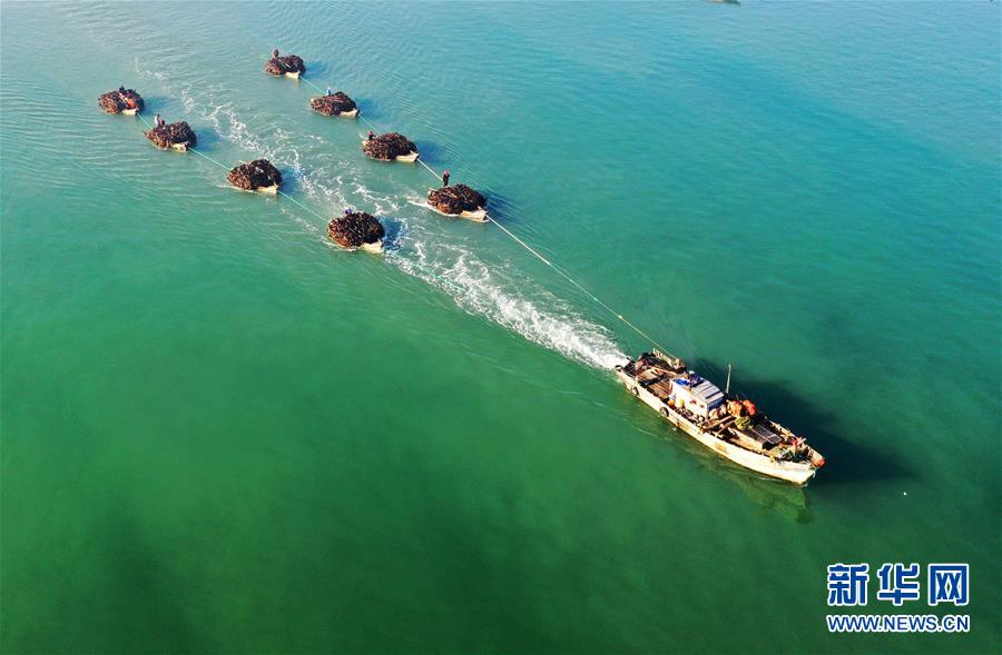 山东荣成:海上丰收图 山东荣成:海上丰收图