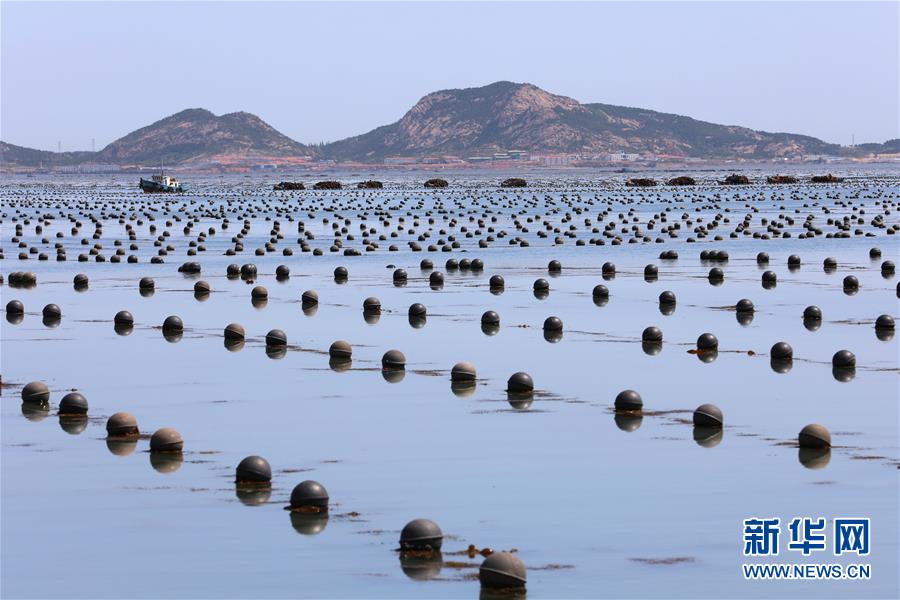 山东荣成:海上丰收图 山东荣成:海上丰收图