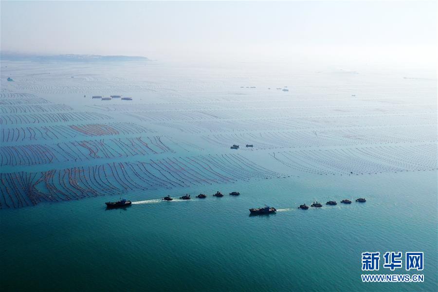 山东荣成:海上丰收图 山东荣成:海上丰收图