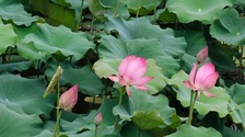南宁：夏雨打荷花更艳_fororder_rBABCWDSj7OAQFMkAAAAAAAAAAA384.900x506