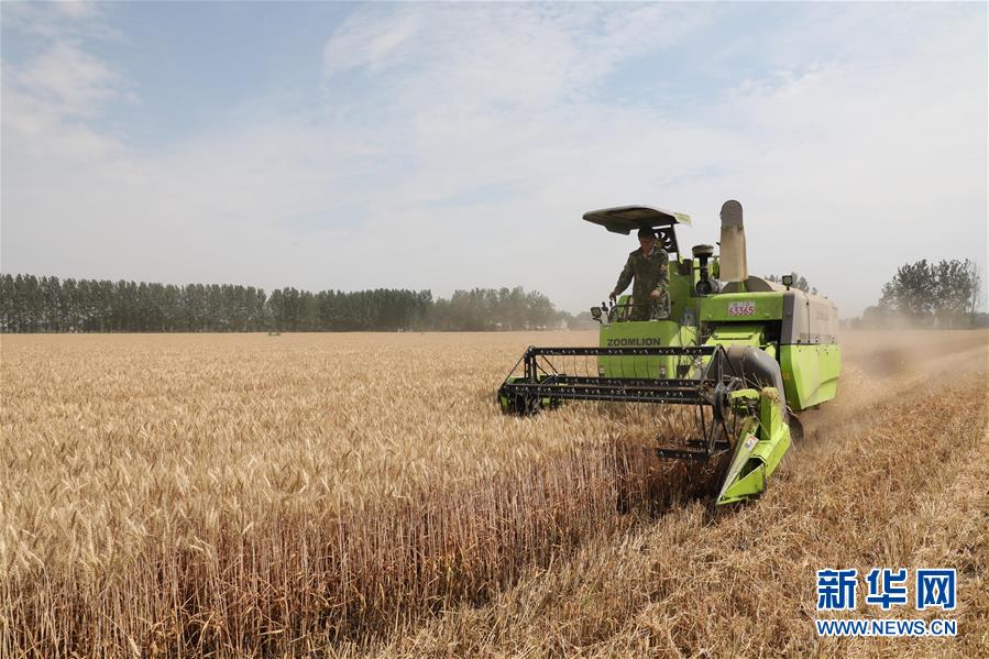 安徽阜阳:喜收小麦 安徽阜阳:喜收小麦