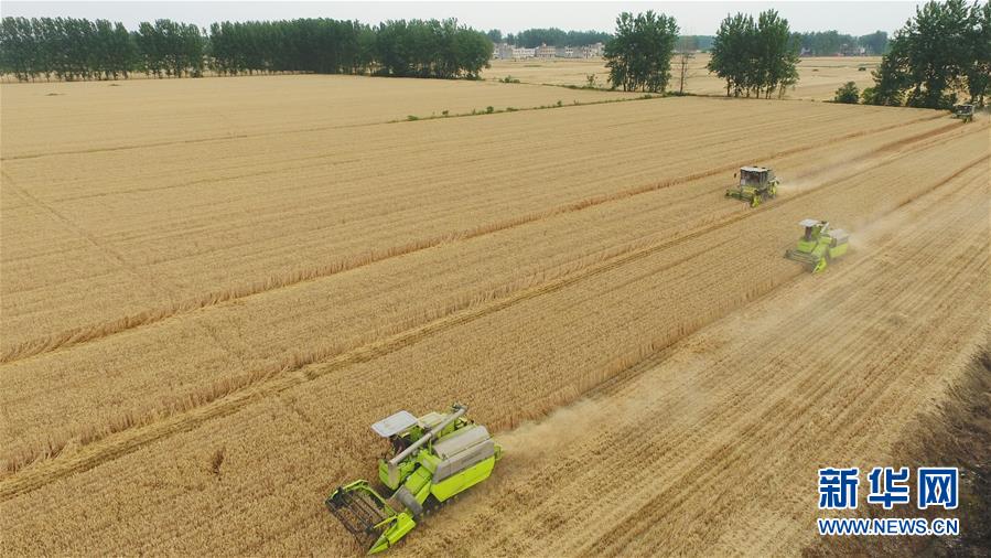 安徽阜阳:喜收小麦 安徽阜阳:喜收小麦