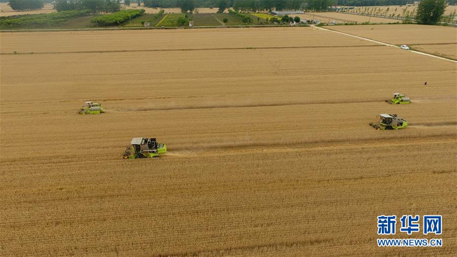 安徽阜阳:喜收小麦 安徽阜阳:喜收小麦