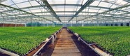 OK（加急）渭南市大荔县：泥土里开出高质量发展之花