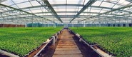 渭南市大荔县：泥土里开出高质量发展之花