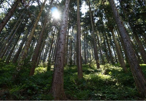 【南平】【移动版】顺昌：“森林生态银行”让点绿成金梦想成真