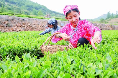 乡村振兴:广袤田间铺展多彩画卷