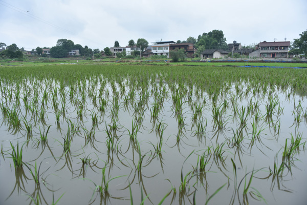 图片默认标题_fororder_稻田养虾。（杨晓川-摄）