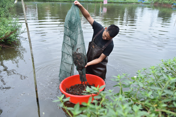 图片默认标题_fororder_捕捞小龙虾。（杨晓川-摄）