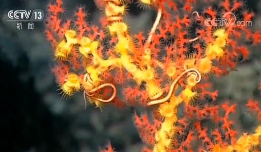 900米深海底现“海底花园” 中国“科学”号科考船传来深海美照