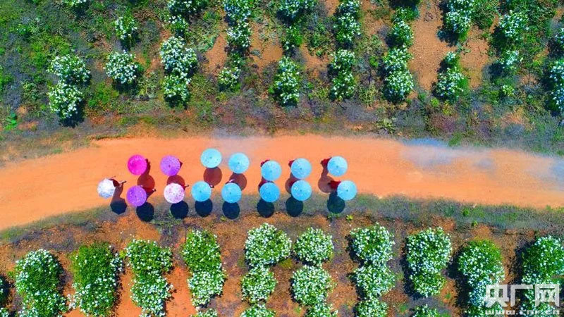 江西鄱阳首届栀子花文化旅游节开幕