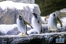 比利時：天堂動物園里的巴布亞企鵝