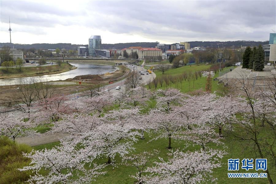 4月15日，立陶宛維爾紐斯的一處公園櫻花盛開(kāi)。 新華社記者 郭明芳 攝