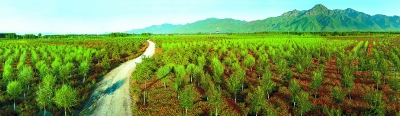北京市今春栽下17.8万亩苍翠新林