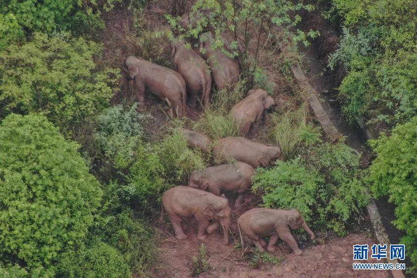 Jumlah Panda Raksasa Semakin Banyak, Tiongkok Berupaya Wujudkan Keharmonisan Manusia dengan Dunia Alam_fororder_2021061411055389129