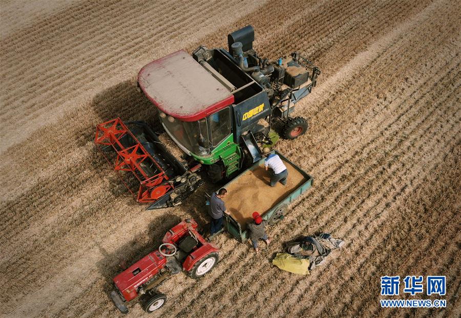 河南舞阳:“中原粮仓”迎来丰收季 河南舞阳:“中原粮仓”迎来丰收季