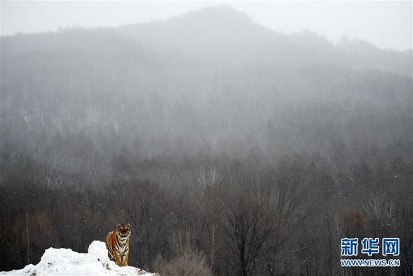 生态中国·叠翠兴安筑屏障