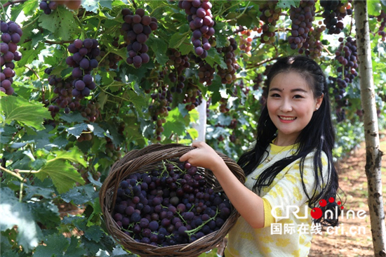 一座村庄让一位日本学者了解了真正的中国共产党_fororder_游客在沙石峪村采摘葡萄（孙博 摄）