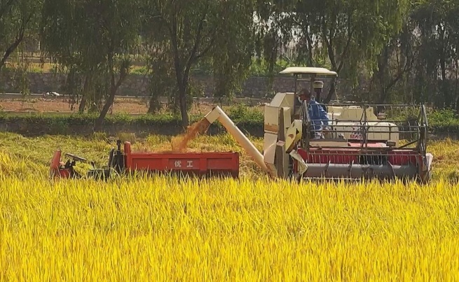 月旅行から戻った「宇宙稲」収穫_fororder_1