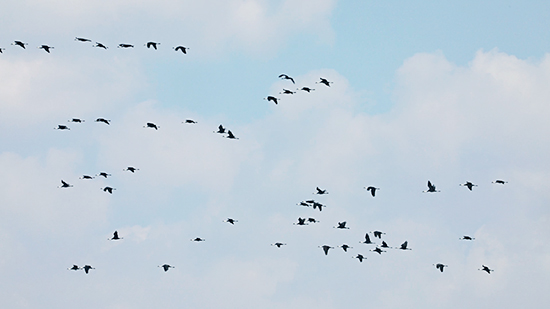 04【OK】2000多只白头鹤在吉林九台湿地保护区停歇