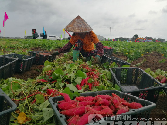 钦州市钦南区海红薯产业带动农户增收超1000万元