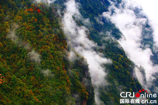 图片默认标题_fororder_5