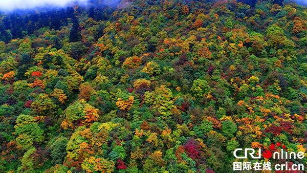 图片默认标题_fororder_4