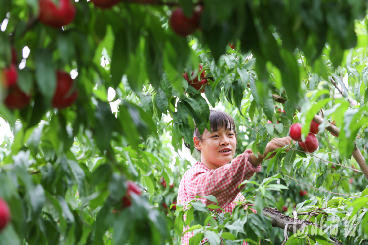 河北晋州：油桃种植助力农民增收