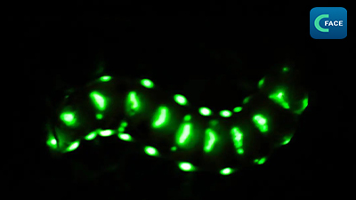 หิ่งห้อยยักษ์ขนาด 5 ซม.ปรากฏตัวที่เสฉวน “ดวงไฟขนาดเล็ก” กว่า 30 ดวงล่องลอยไปมาในยามค่ำคืน_fororder_202106308News3