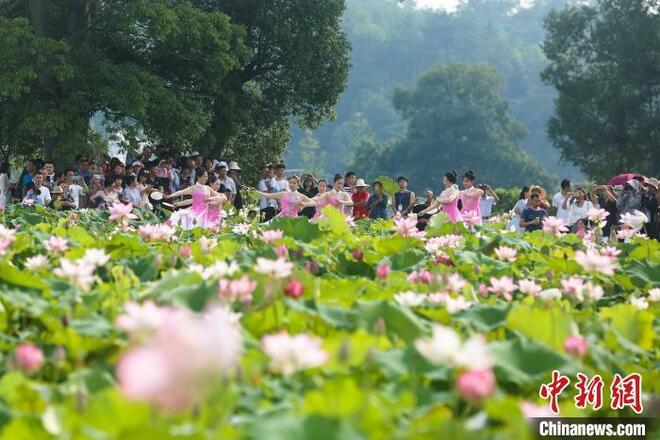 Bunga Teratai Mekar Jadi Tarikan Pelancong_fororder_lh1