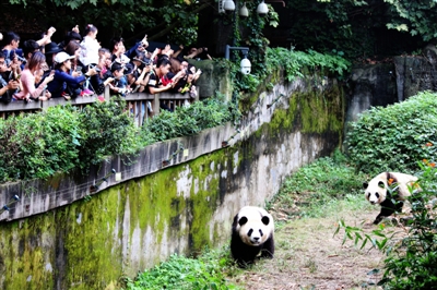 （中首）熊猫基地——成都名片更靓了